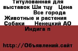 Титулованная для выставок Ши-тцу › Цена ­ 100 000 - Все города Животные и растения » Собаки   . Ненецкий АО,Индига п.